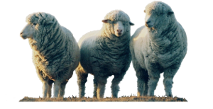 Three Sheep
